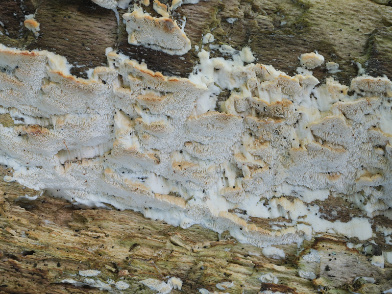 Oxyporus ravidus
